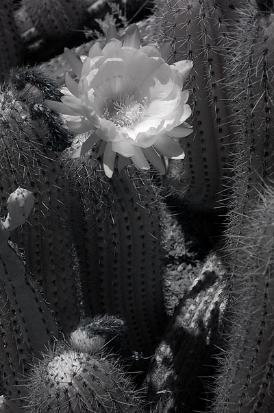 cactusflower
